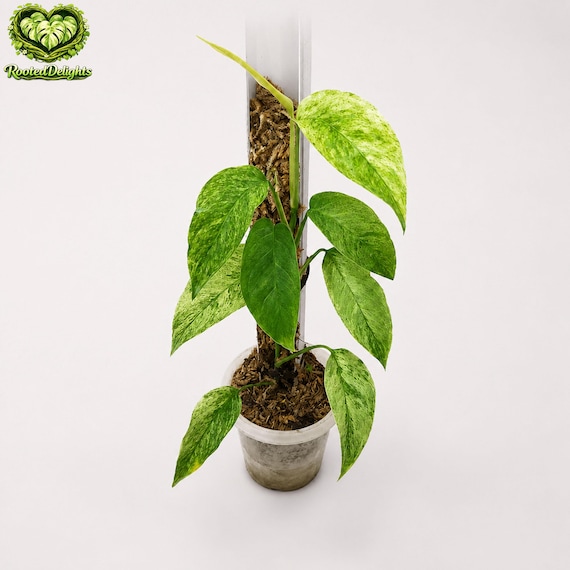 Monstera Laniata Mint Variegated Indoor Outdoor Plant - Etsy