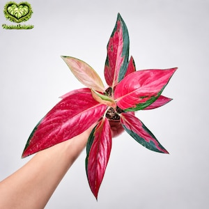May include: A vibrant houseplant with large, pointed leaves. The leaves display a striking color gradient, transitioning from deep red to green along the edges. The plant is held in a small pot, with the logo "Rooted Delights" visible in the upper left corner.