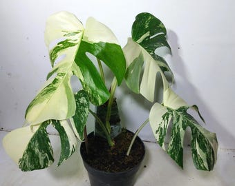 Monstera Albo Variegated Holland Rooted Zimmerpflanze
