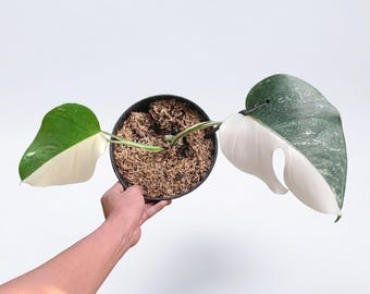 Monstera Albo Halbmond 2 Blatt Zimmerpflanze Verwurzelt