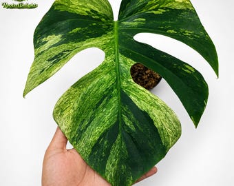 Monstera Jungle Mint Variegated Beauty One Leaf Plant