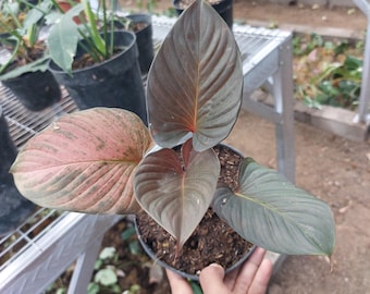 Homalomena Black Emerald Dschungel Pflanze