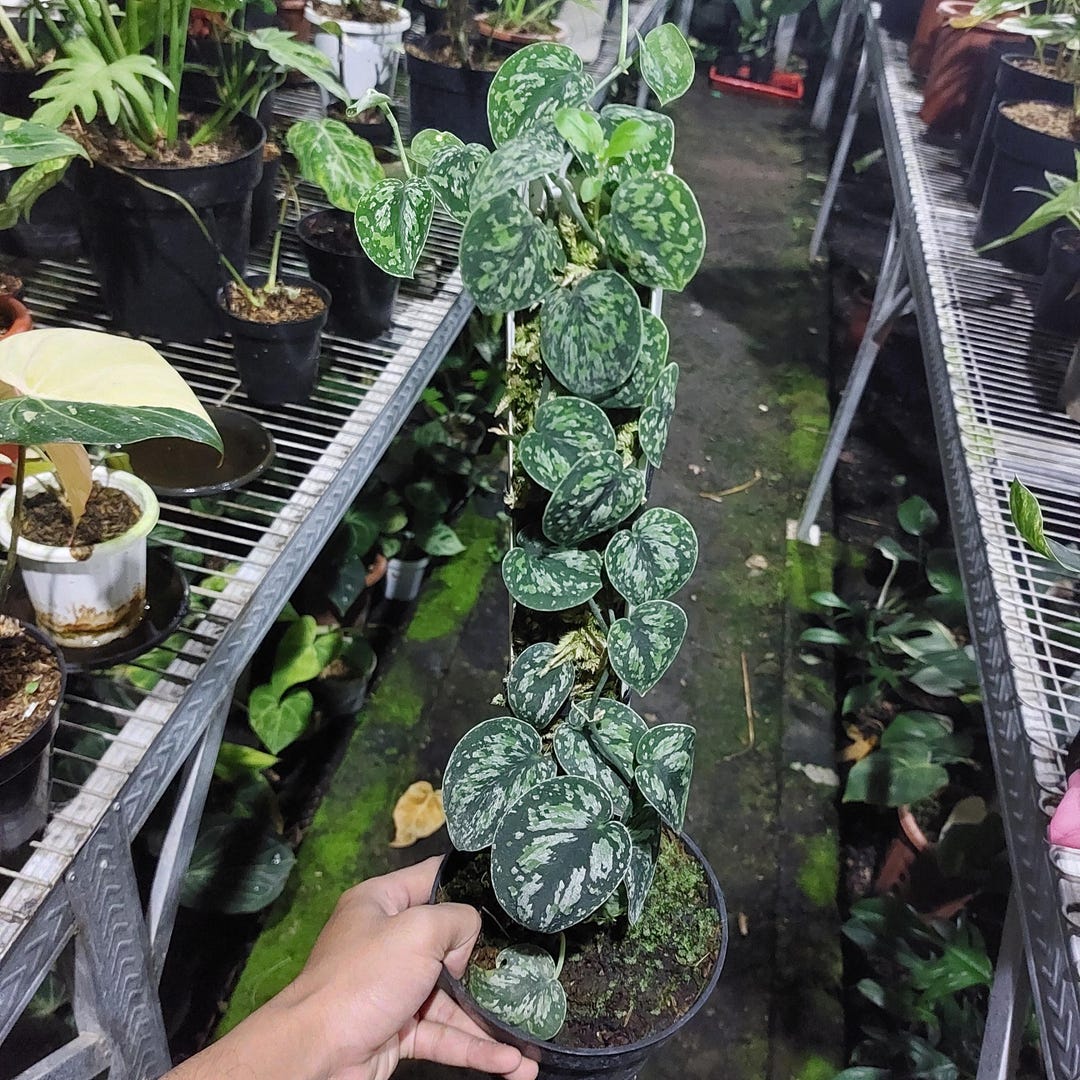 Scindapsus Variated Scindapsus Tricolor Variegated Live Plant Outdoor - Etsy