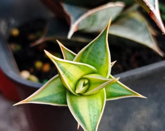 Sansevieria Pinguicula Aurea bunte Unikate Schlangenpflanze