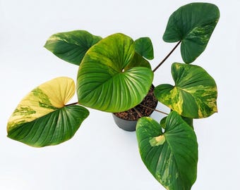 Homalomena Rubescens Variegated Große Zimmerpflanzen