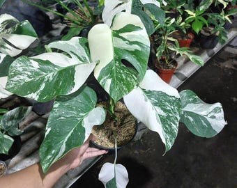 Monstera Albo Variegated Holland Zimmerpflanze