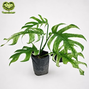 May include: A variegated Monstera plant with deeply lobed, split leaves featuring a marbled pattern of dark green and creamy white. The plant is potted in a black plastic nursery bag. The logo RootedDelights is visible in the top left corner.