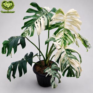 Monstera Oceana - Etsy