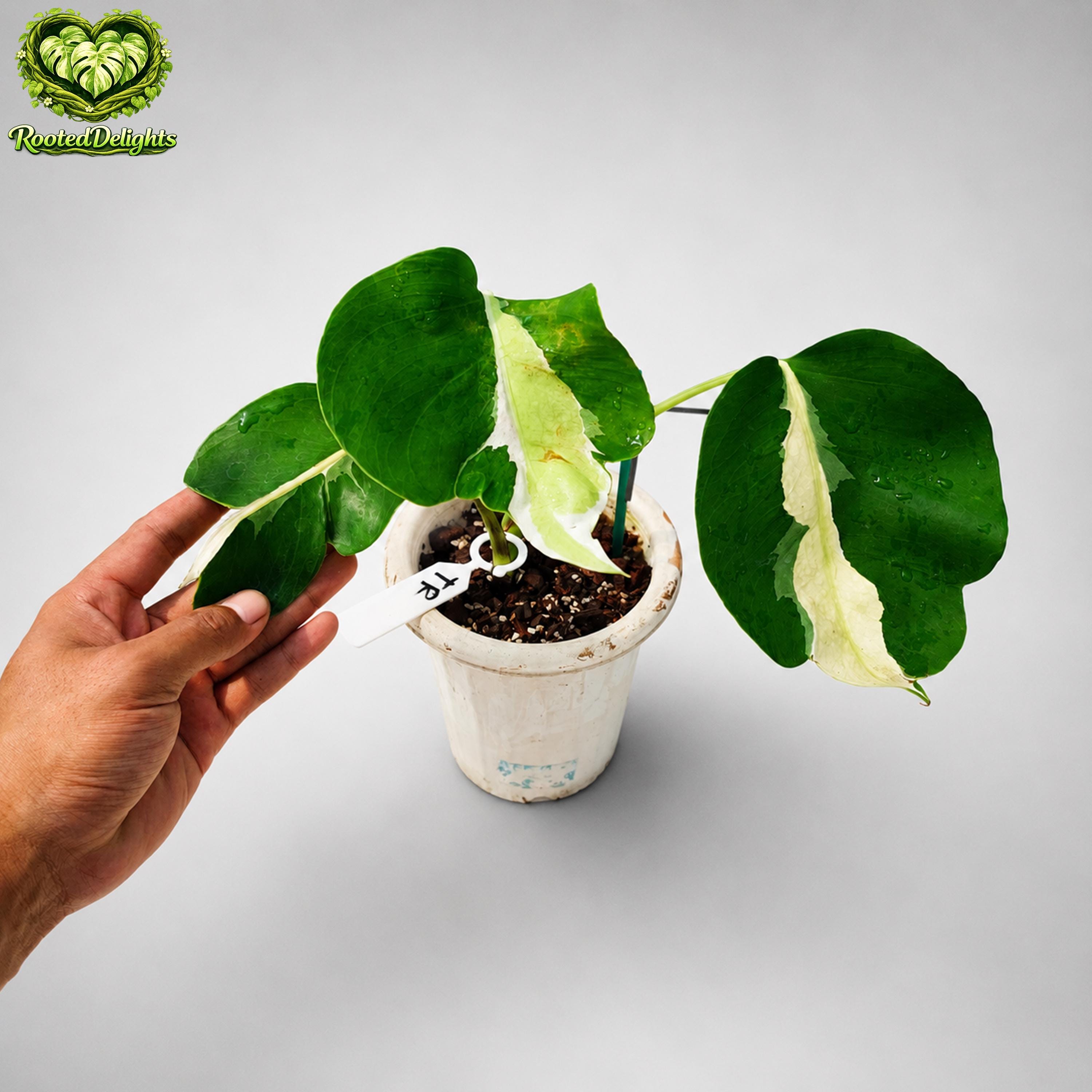 Monstera white lava - Etsy 日本