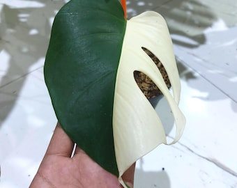 Monstera Albo Multi Halbmond Zimmerpflanze