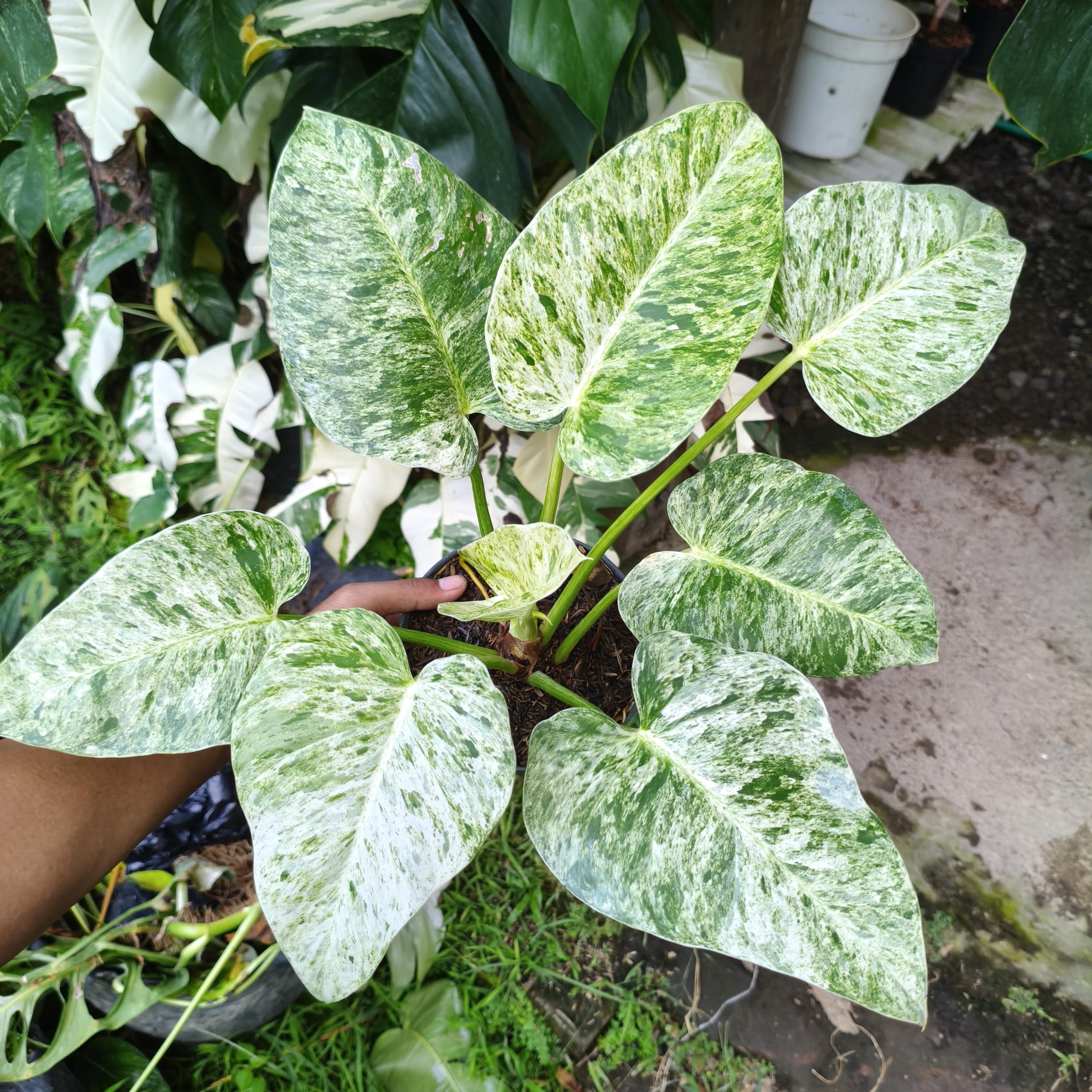 超希少❗️フィロデンドロン　ツィーディー　アヌムギガンテウム✨ Variegated philodendron giganteum - Etsy 日本