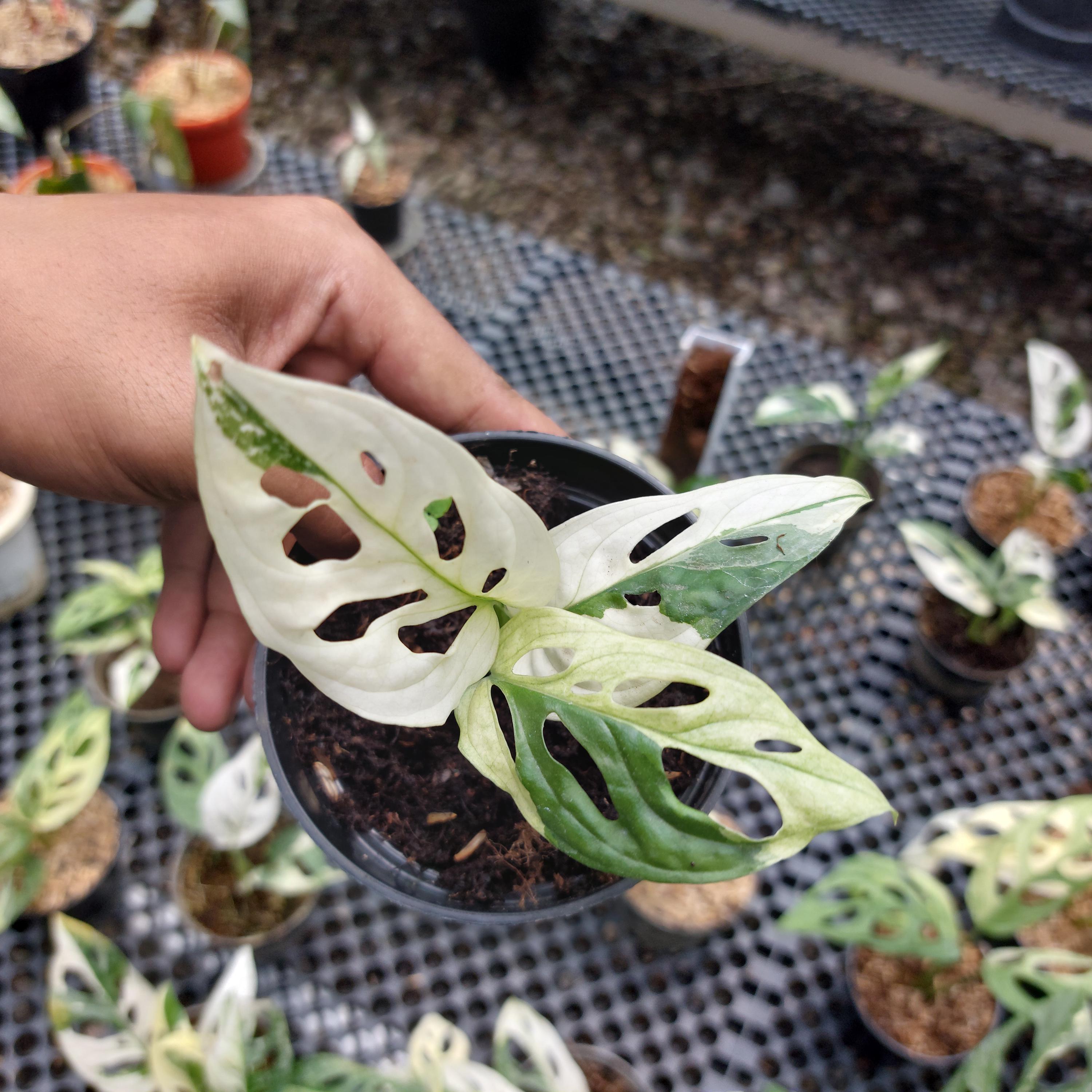 Monstera adansonii variegated - Etsy sterreich