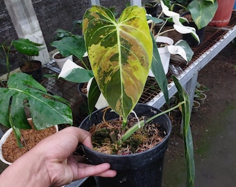 Philodendron Melanocrysum bunte Zimmerpflanze