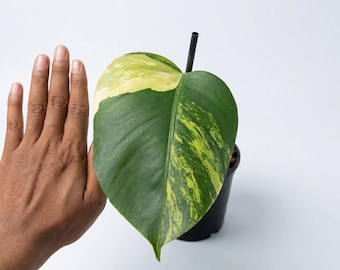 Monstera Marmorata Aurea 1 Blatt variiert pflegeleicht