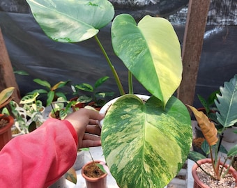 Marmorata Monstera Tricolor Pflanze Live Indoor