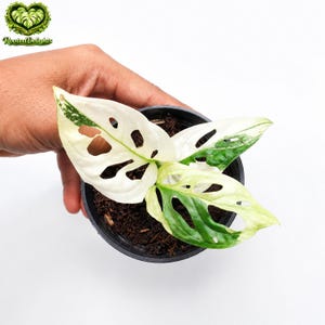 philodendron micans aurea Philodendron Micans Aurea Variegated 3” Plant – Rare Foliage Plant Co