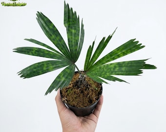Palm Licuala Mapu zeldzame unieke plant