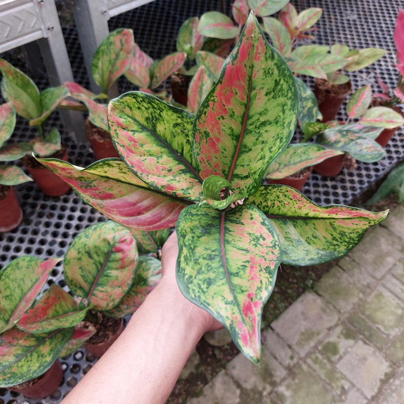 RootedDelights Aglaonema Heng-Heng - Thumbnail 2