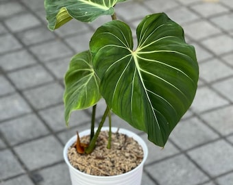 Philodendron Gloriosum Große Blatt Zimmerpflanze