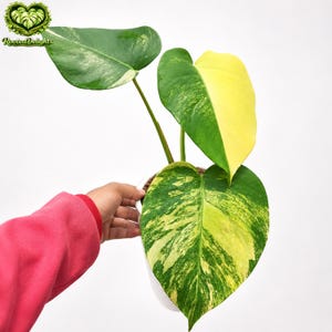 monstera girlande 2 Artificial Monstera Leaf Garland – Tropical Jungle Vine Decor –  FiveSeasonStuff main image 1