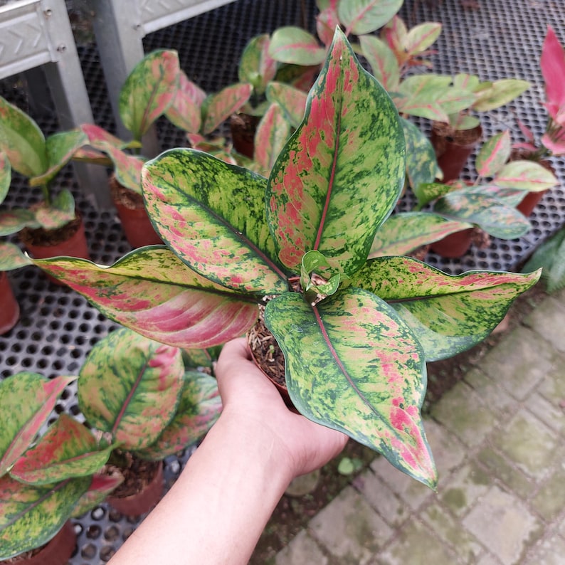 RootedDelights Aglaonema Heng-Heng - Thumbnail 4