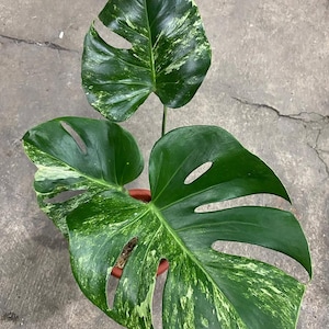 Puede incluir: Primer plano de una planta de Monstera con hojas grandes y verdes. Las hojas tienen un patrón único de variegación blanca y verde claro. La planta está en una maceta marrón, sobre un fondo de hormigón.