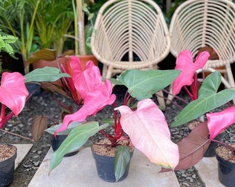 Philodendron Pink Dark Lord Außenpflanze
