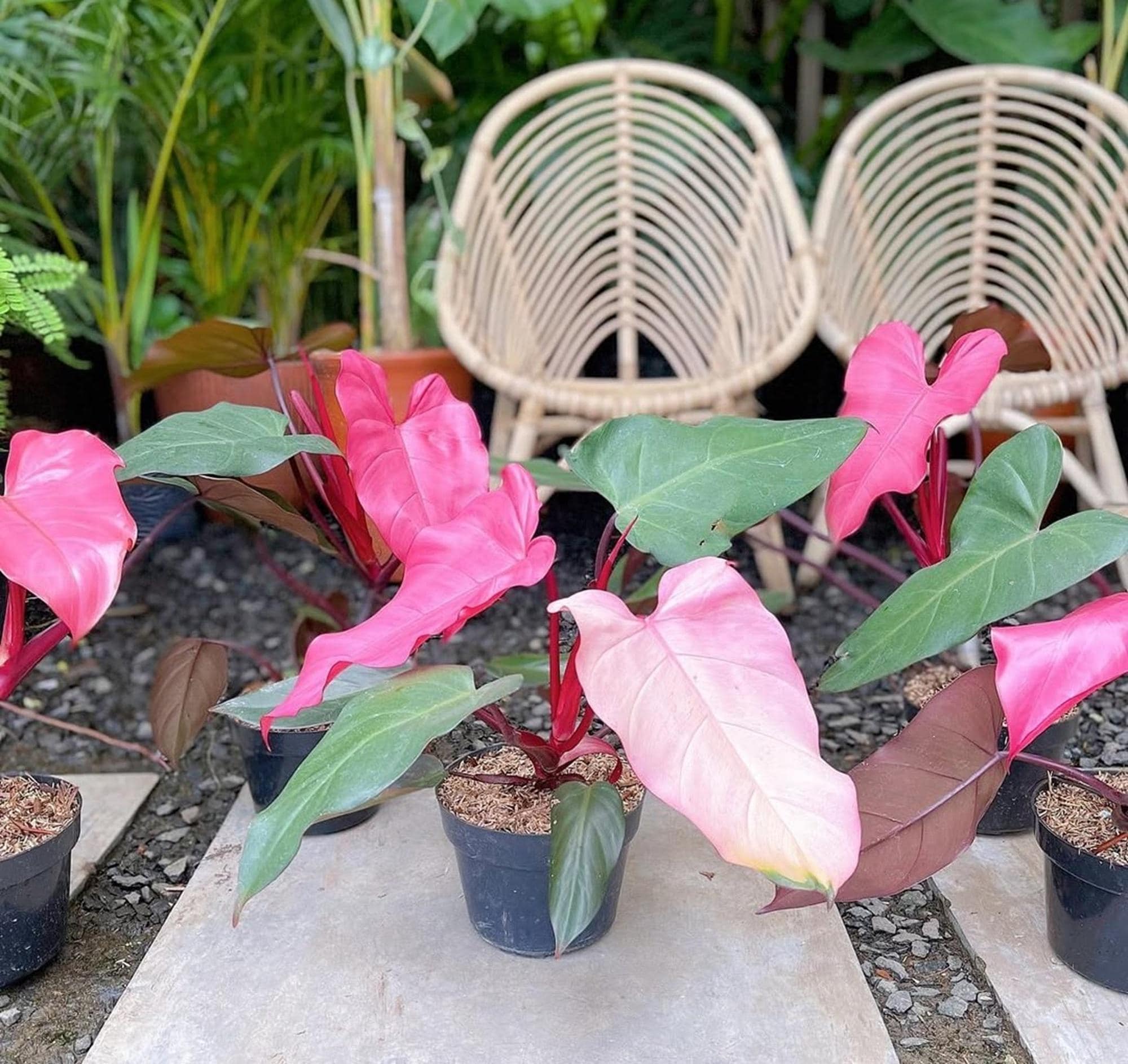 Philodendron Pink Dark Lord Outdoor Plant - Etsy