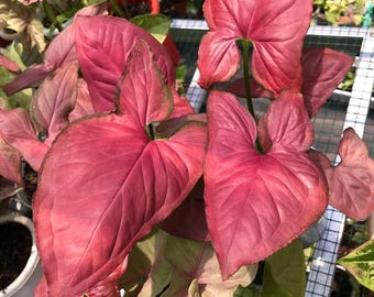 Syngonium Orm Nak Red Plant voor buiten