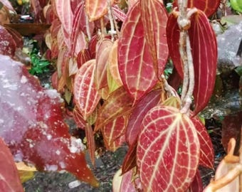 Neu Hoya Makrophylla Rote Pflanze