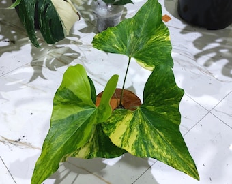Anthurium Pterodactyl Großes Blatt Bunt