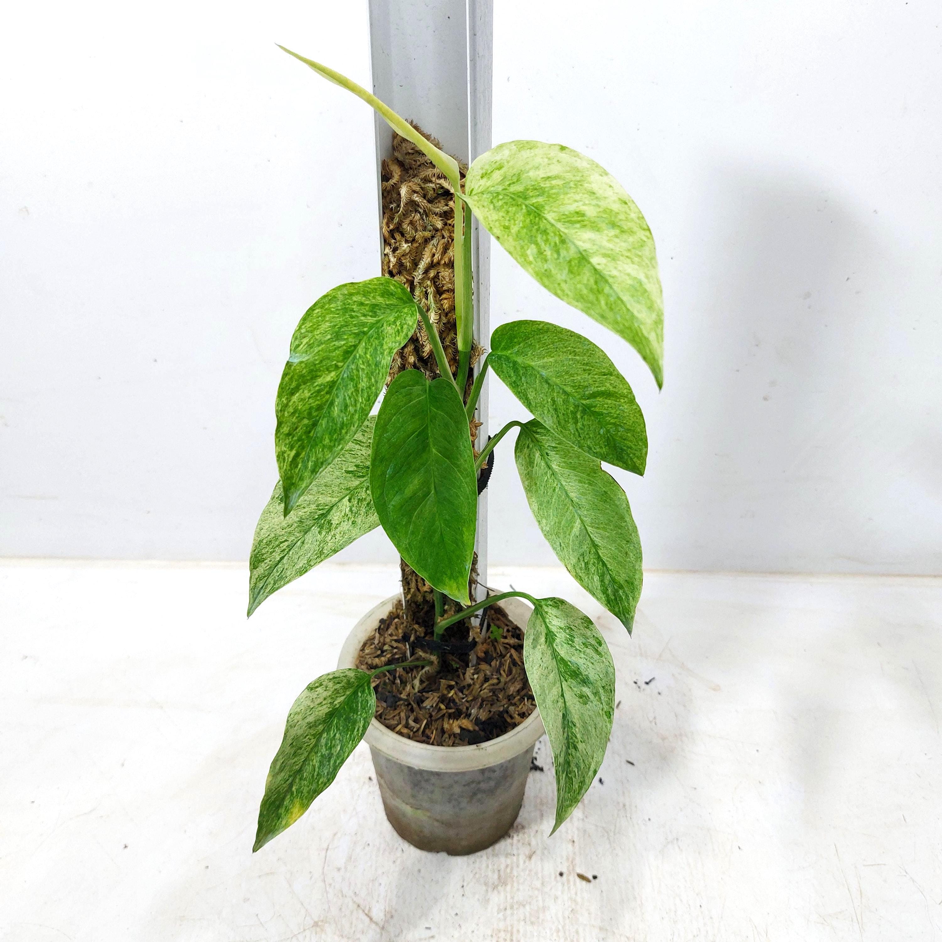 splendid philodendron Philodendron 'Splendid' main image 1