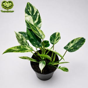 Philodendron Ilsemanii Filipinas Variegado Imagen Real