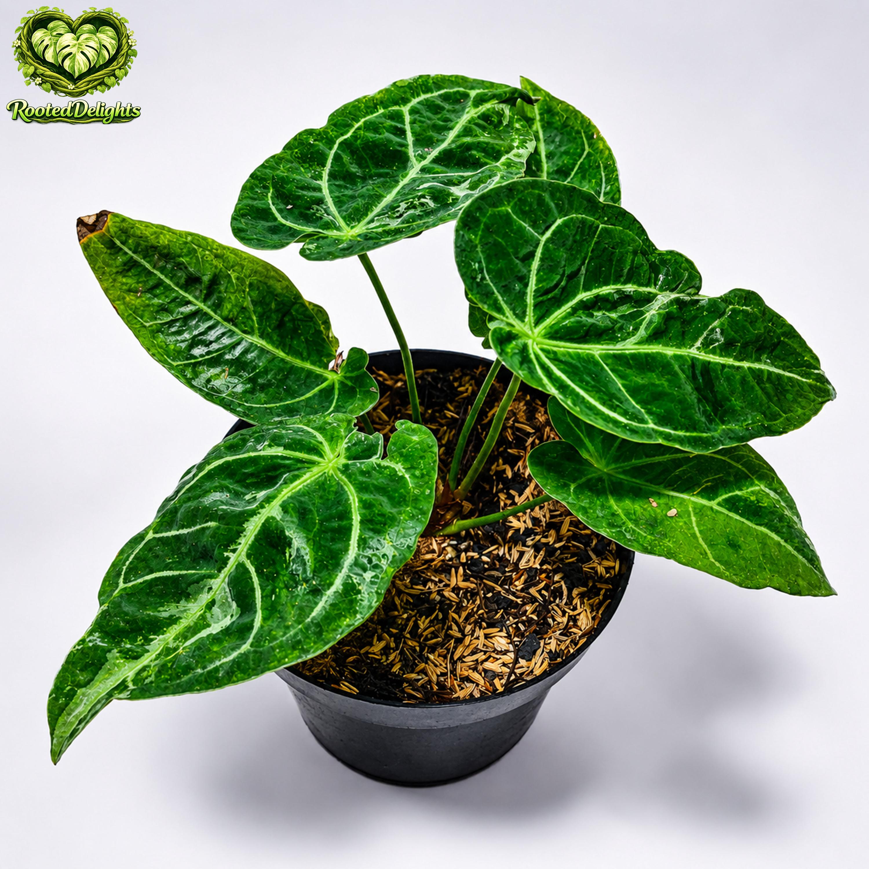 Anthurium papillilaminum - Etsy 日本