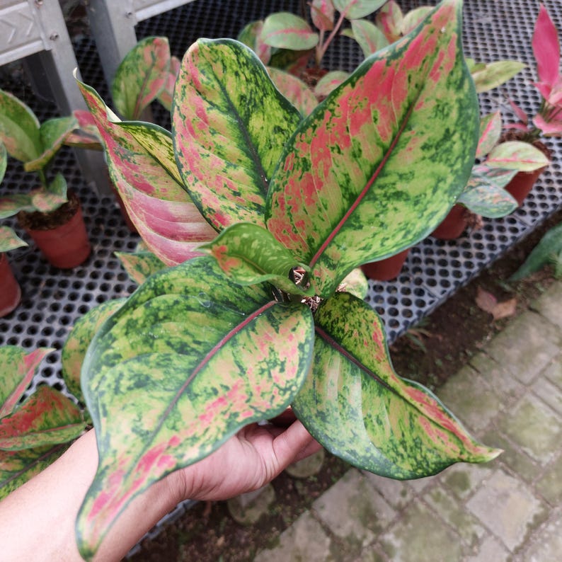 RootedDelights Aglaonema Heng-Heng - Thumbnail 3