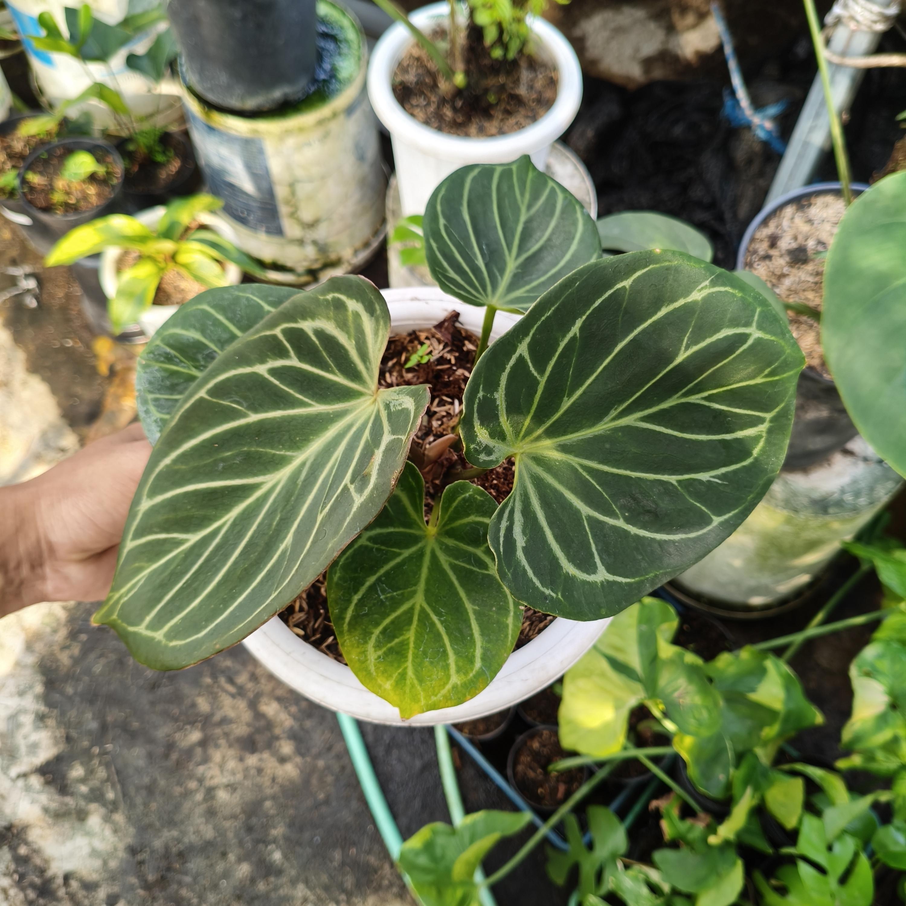Anthurium King of Spades KOS Butterfly Hu Plant - Etsy