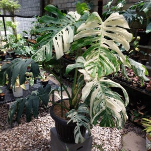 Puede incluir: Una planta de Monstera en maceta con hojas grandes y abigarradas. Las hojas muestran una mezcla de patrones verde oscuro, verde claro y blanco crema. La planta está en una maceta marrón oscuro, sobre un bloque de hormigón gris, con suelo de grava.
