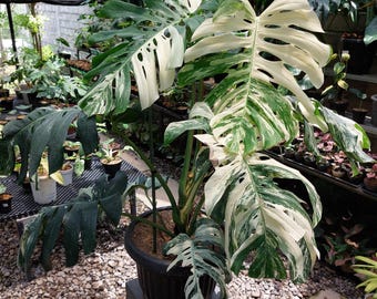 Monstera Albo Variegierte Super Big Leaf Zimmerpflanze