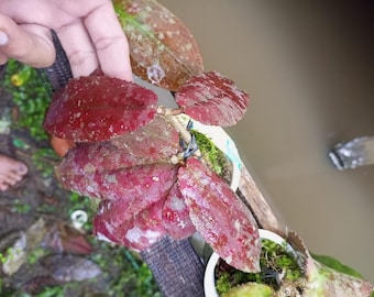 Hoya Undulata Red Splash Hoya Exotische Outdoor Pflanze