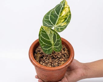 Anthurium Crystallinum bunte Zimmerpflanze Outdoor