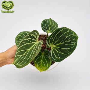 Anthurium king of spades plant - Etsy 日本