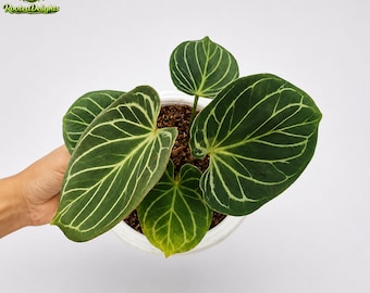 Anthurium King of Spades – Rare, Velvety Foliage With Stunning