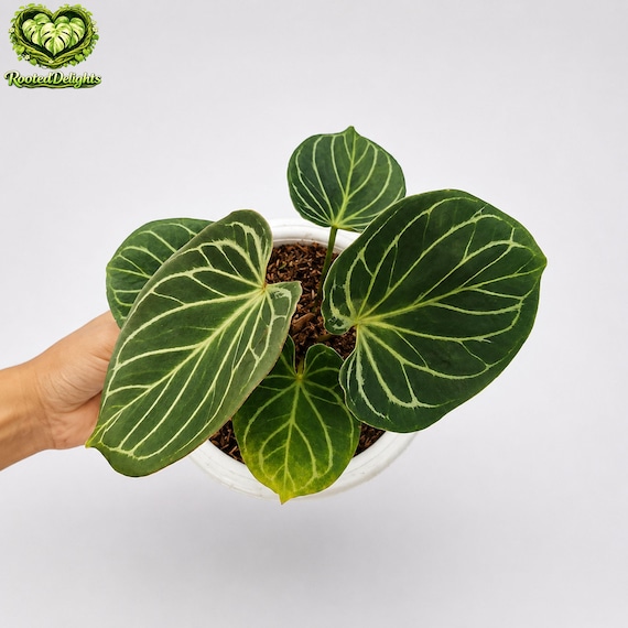 Anthurium King of Spades KOS Butterfly Hu Plant - Etsy