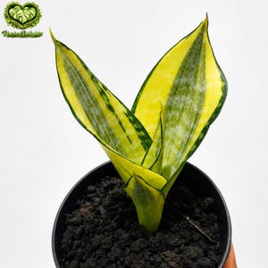 sansevieria futura robusta Futura Robusta Snake Plant  Potclay