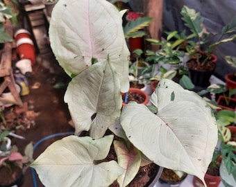 Syngonium Green Splash Outdoor Lebende Pflanze