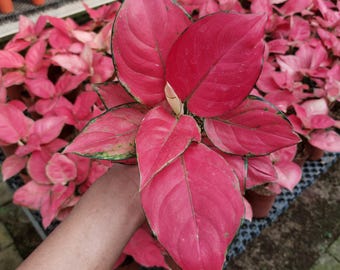 Aglaoneema Red Anjamani Außenpflanze