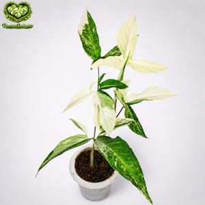 epipremnum aureum variegata Epipremnum Pinnatum Albo-Variegata main image 1