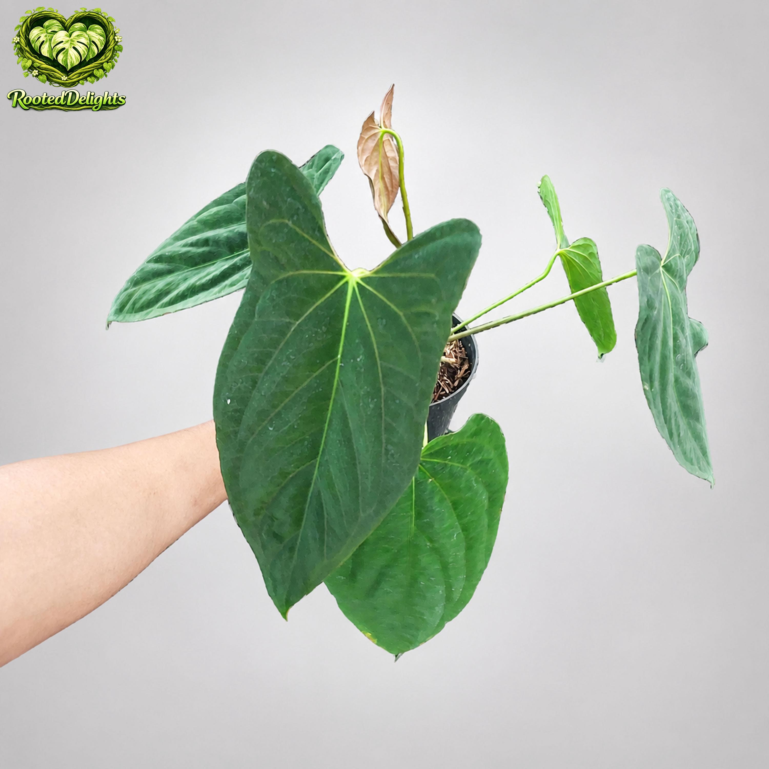 Anthurium fort sherman - Etsy 日本