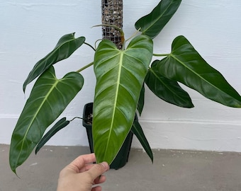 Philodendron Bernardopazii Großes Blatt Reifen Zimmerpflanze drinnen