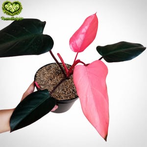 Philodendron Dark Lord - Etsy